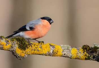 Eurasian Bullfinch - male at a wet forest in spring