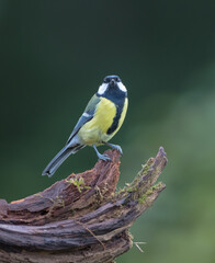 Great tit in autumn at a wet forest