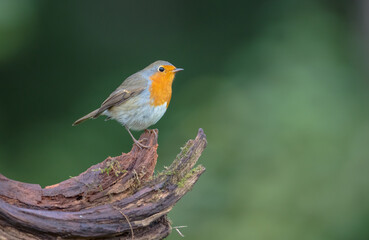 The European robin - at the wet forest in autumn