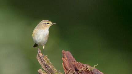 Common chiffchaff -  in autumn at a wet forest 