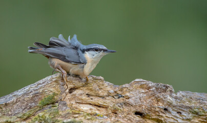 Eurasian nuthatch - in autumn at a wet forest