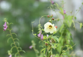 It is bright yellow or white in colour and belongs to the mallow family. The throat of the flower...