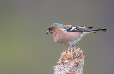 The common chaffinch - male bird at the wet forest in early spring