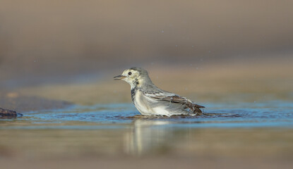 The White Wagtail - adult bird at a seashore on the autumn migration way