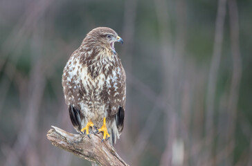 Common Buzzard in spring at a wet forest