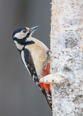 Great Spotted Woodpecker - male - in the wet forest in spring