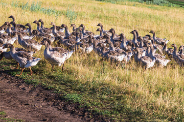 Domestic gray geese on a meadow. Gray Geese in the grass, domestic bird, flock of geese