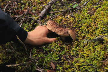 Picking wild sarcodon imbricatus, edible mushroom in forest of China