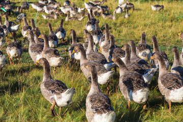 Domestic gray geese on a meadow. Gray Geese in the grass, domestic bird, flock of geese