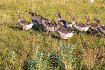 Domestic gray geese on a meadow. Gray Geese in the grass, domestic bird, flock of geese