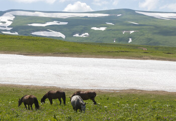 spring, walking horses on alpine meadows during the period of variety of grasses overlooking the mountains