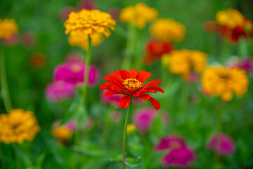 日本の山梨県にある山中湖みやこ公園の百日草