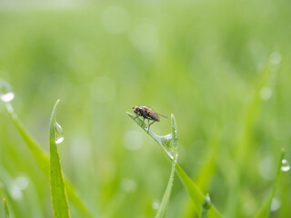 fly on a green leaf