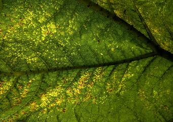 leaf green color background macro