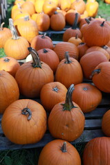 A large number of ripe pumpkins. Healthy eating using pumpkin. Sweet pumpkin fruits. Growing and selling berries.