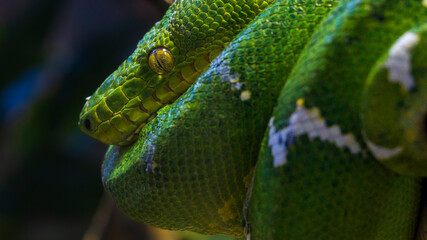 グリーンボアの顔　動物園　ヘビ