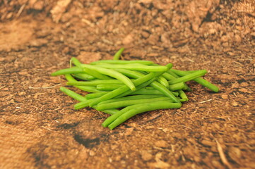 Fagot de Haricots verts extra fin équeutés