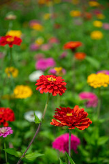 日本の山梨県にある山中湖みやこ公園の百日草