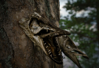 Pikes trophy-head nailed to a tree