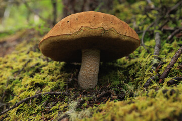 Porcini mushroom edible in forest of China