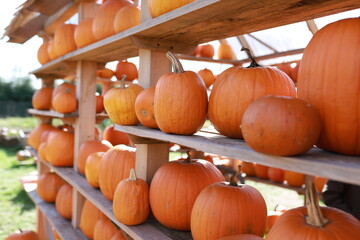 Ripe pumpkins lay on wooden shelves. Location for the day of all the dead. Location for photo shoots in pumpkins. Rest in nature.