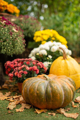 A festive autumn scene featuring pumpkins and colorful chrysanthemum flowers, surrounded by fallen leaves in a garden setting.