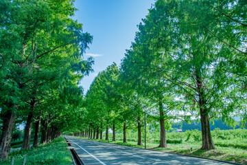 日本の滋賀県にある新緑のメタセコイア並木