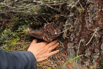 People picking mushrooms, wild sarcodon imbricatus,edible mushroom in forest of China