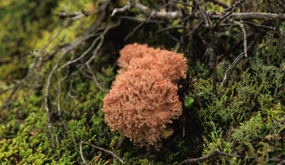 Wild clavariaceae mushroom edible in forest of China