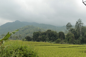 rice field in the mountains