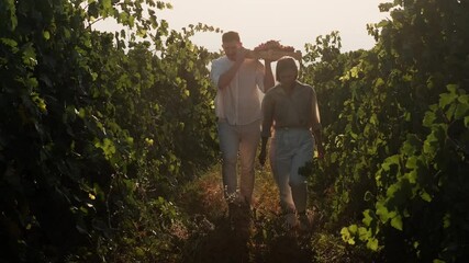 Silhouette of happy couple in vineyards during harvesting of wine grapes. Grape harvest. Young man and woman walk through vineyards with box of grapes at sunset - Powered by Adobe