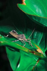 macro photo of a brown insect in close up on a leaf showing details of the insect's body