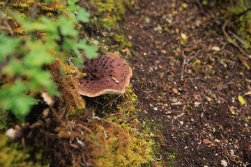 Wild sarcodon imbricatus,edible mushroom in forest of China