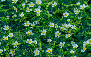 日本の滋賀県米原市にある地蔵川の梅花藻
