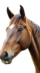 Fototapeta premium Beautiful brown horse head in the style of watercolor on a white background, close-up portrait
