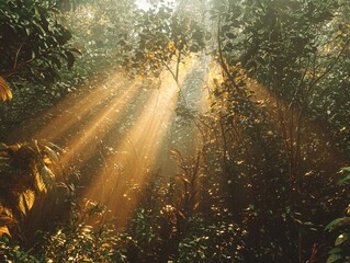 Obraz premium Sunlight Beams Through Lush Jungle Canopy