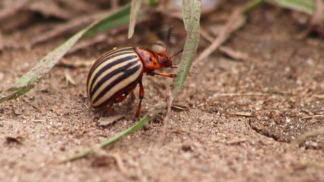 Close-up of potato beetle or potato bug searching food on ground on its way to farm field or potato field as insect pest comes in big swarms and threatens farmers and farmlands as animal pest bugs