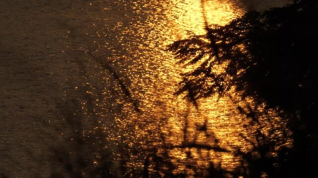 夕日が映り込む大和川と河川敷の樹木