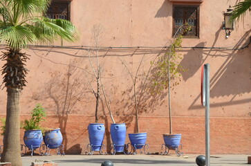 Blue ceramic pots with trees lined against a pink wall in Marrakesh casting shadows under the...