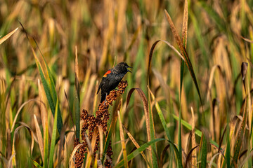 Red Winged Blackbird in the Bird Sanctuary
