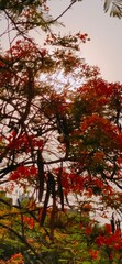 The tree shines with the sun's rays | green | garden | nature