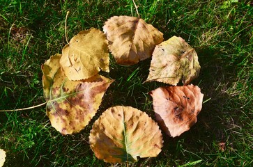 autumn foliage on green grass