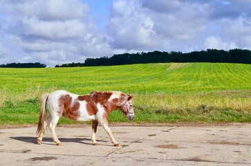 spotted dwarf horse