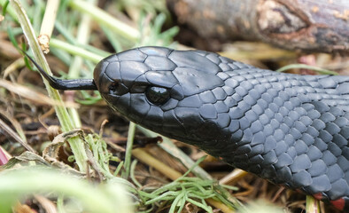 Red bellied Black Snake