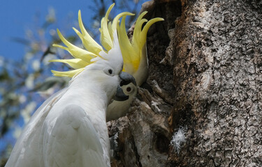 Sulphur Crested Cockatoos