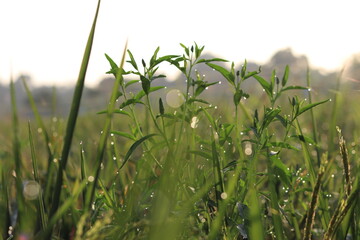 morning dew drops on the tips of leaves from wild plants and rice plants