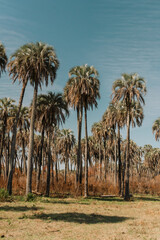 Fototapeta premium Palm Forest