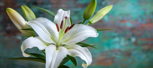 Obraz premium Elegant White Lily Flower With Buds on Green Background, Floral Photo, Nature Photography
