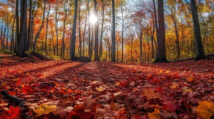 A serene forest in autumn, with vibrant red, orange, and yellow leaves covering the ground, and sunlight filtering through the canopy.