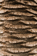 Pattern of a Tree